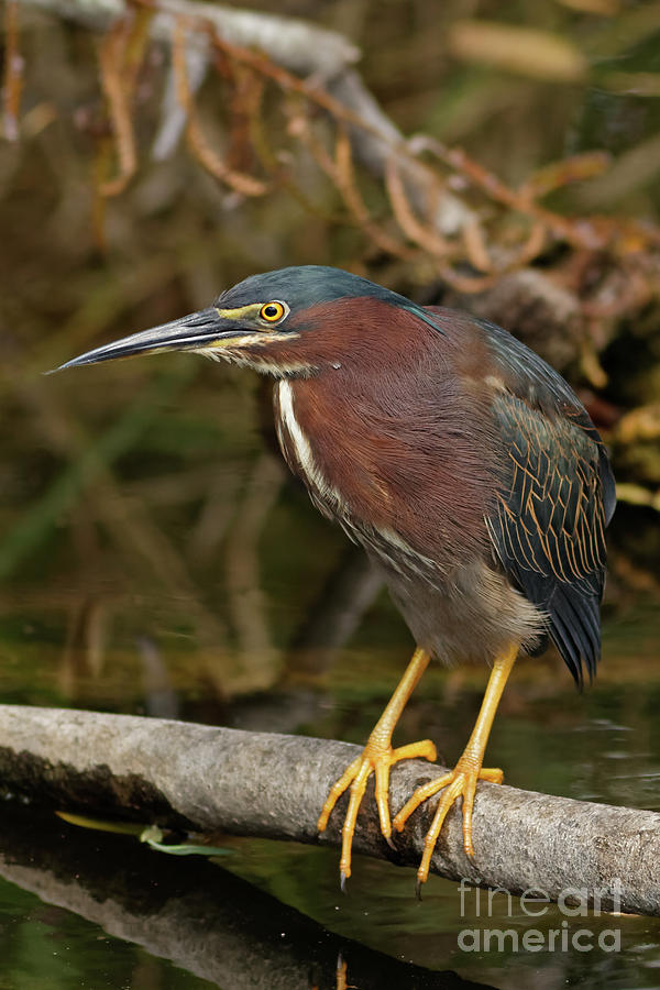 Green Heron Over Everglades Pond Photograph by Natural Focal Point Photography
