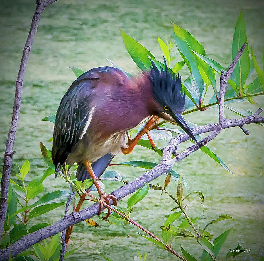Green Heron Perched Photograph by Brian Wallace