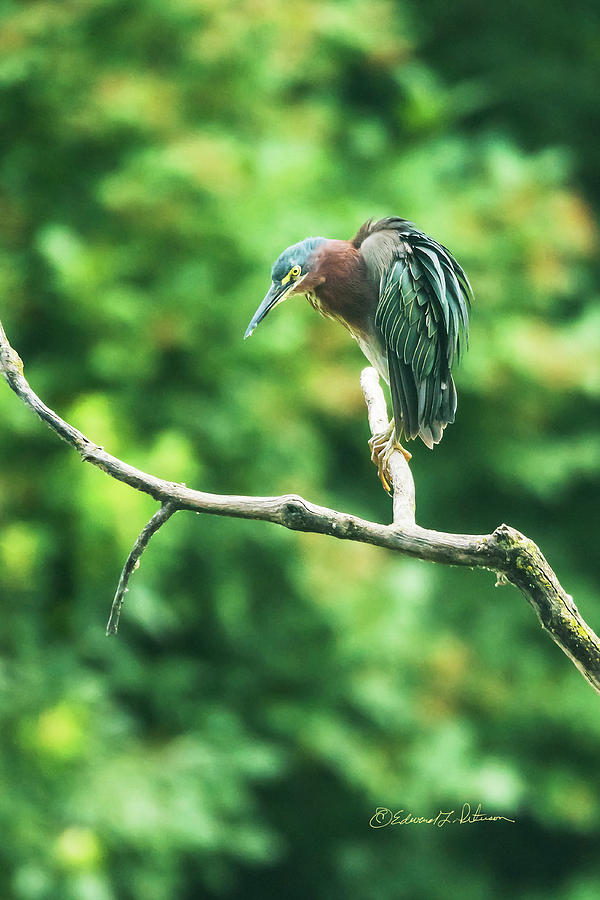 Green Heron Perched Photograph by Ed Peterson