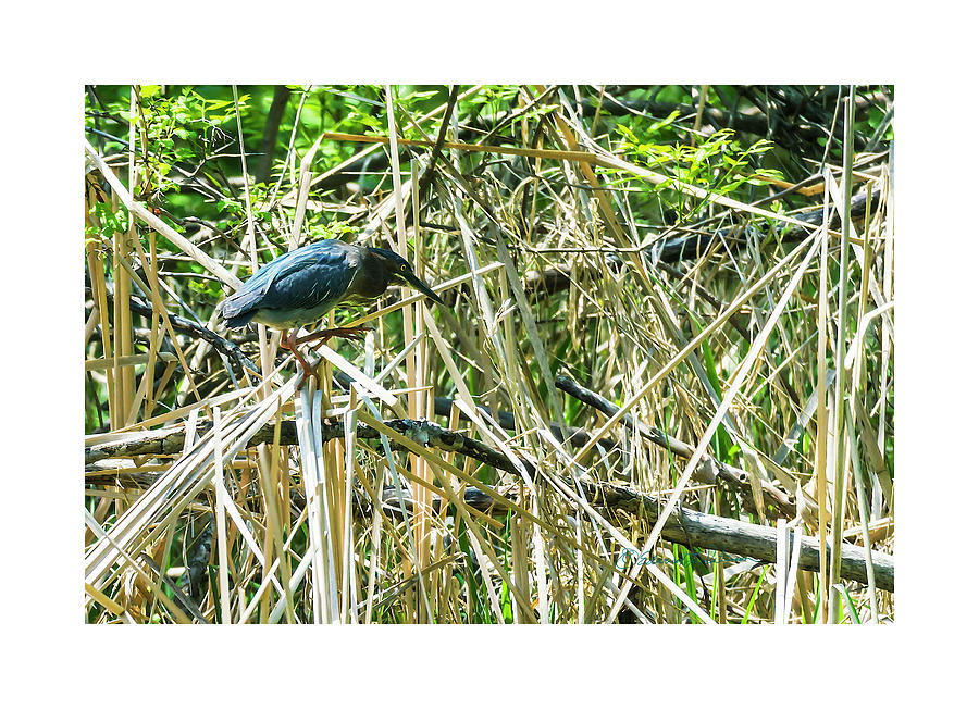 Green Heron Perching Photograph by Ed Peterson
