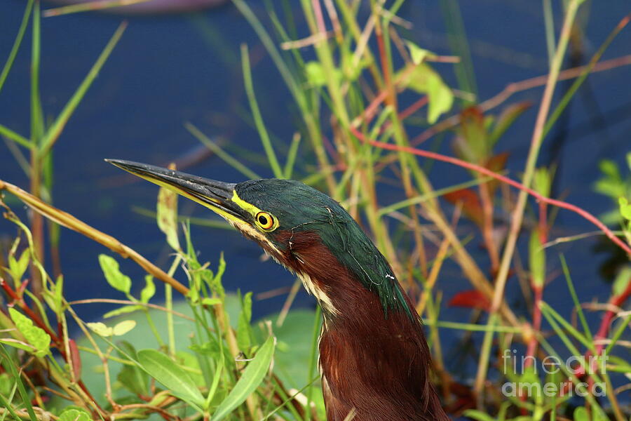 Green Heron Portrait Photograph by Christiane Schulze Art And Photography