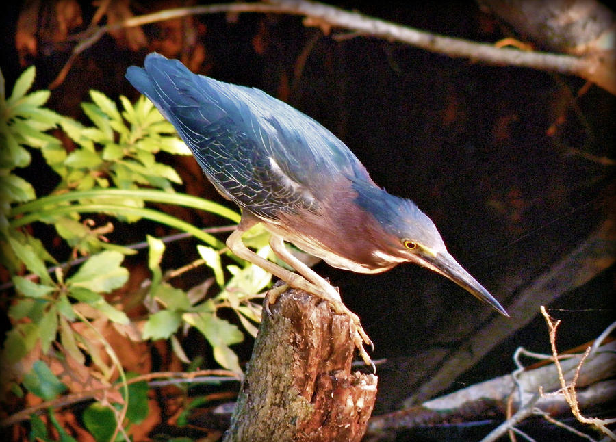 Green Heron Portrait Photograph by Rose  Hill