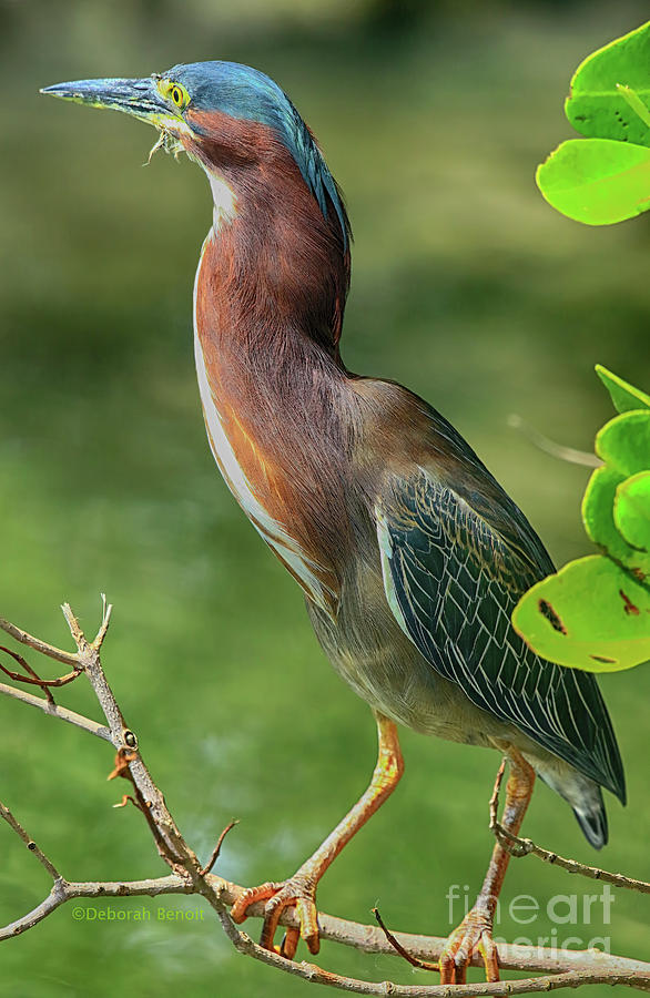 Heron Photograph - Green Heron Pose by Deborah Benoit
