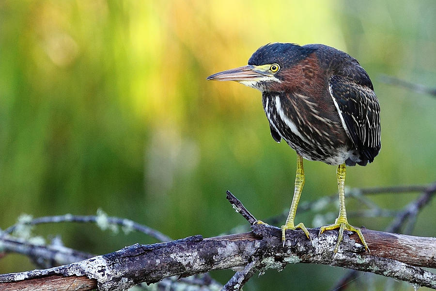 Green Photograph - Green Heron by Rick Mann Green Photograph - Green Heron by Rick Mann