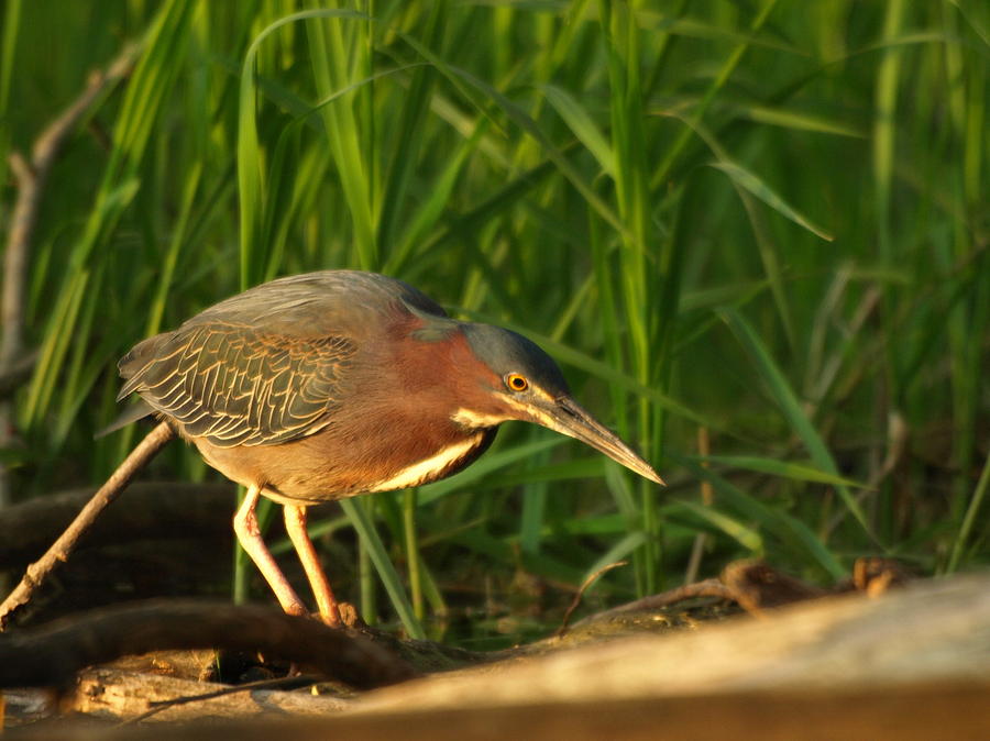 Green Heron Scaled Plumage Photograph by James Peterson