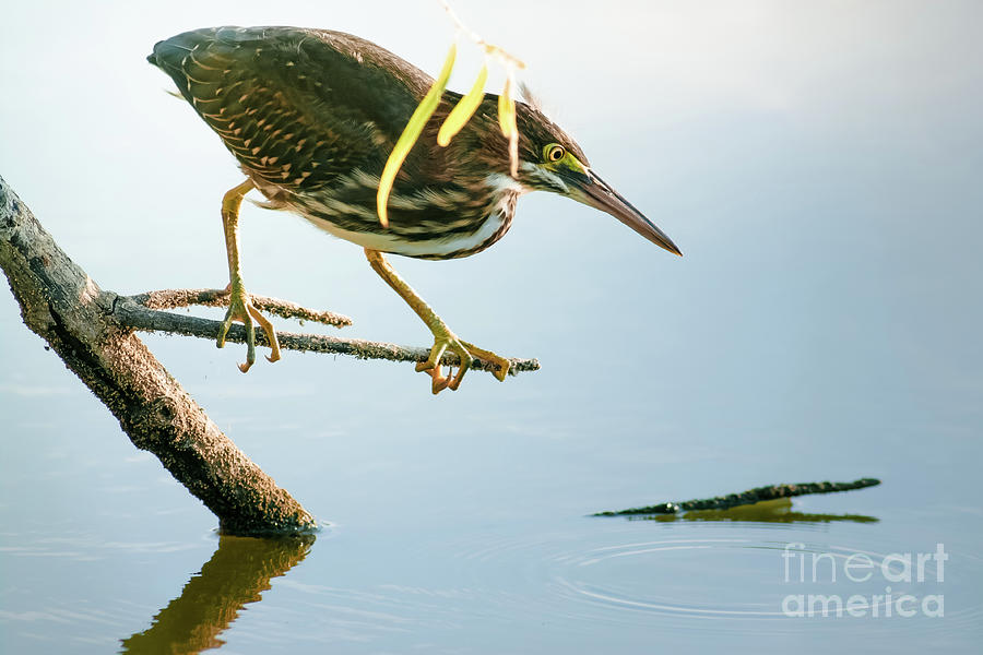 Green Heron Sees Minnow Photograph by Robert Frederick