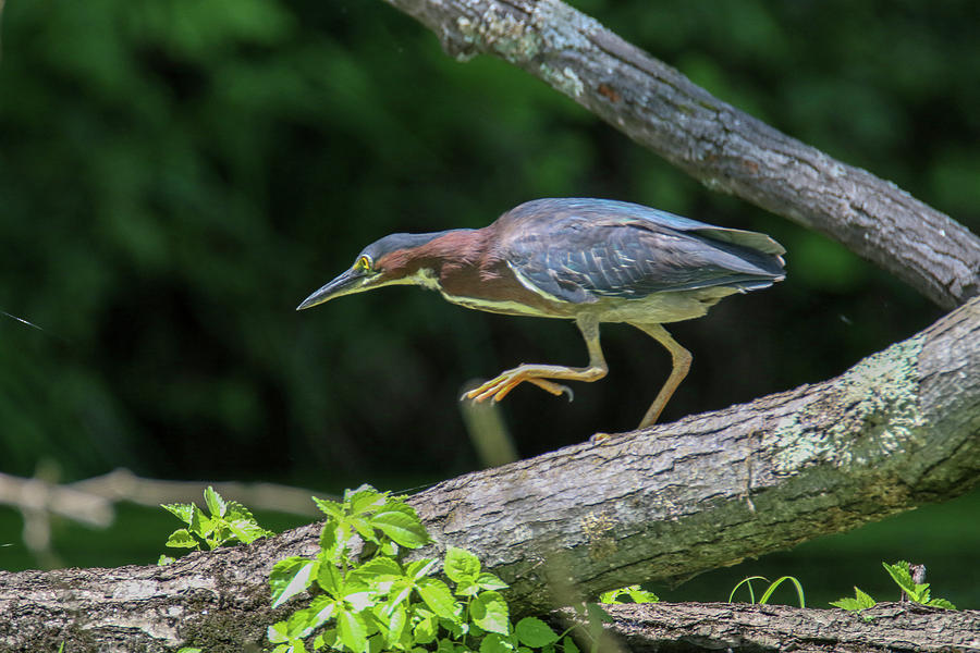 Green Heron Stalk Photograph by Brook Burling