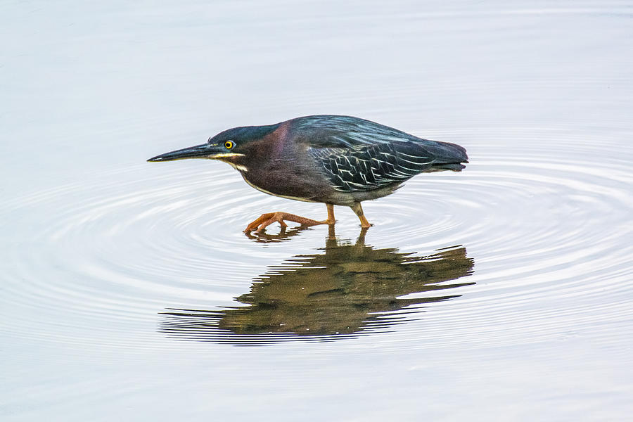 Green Heron Stalking Prey Photograph by Steven Dingeldein - Fine Art ...