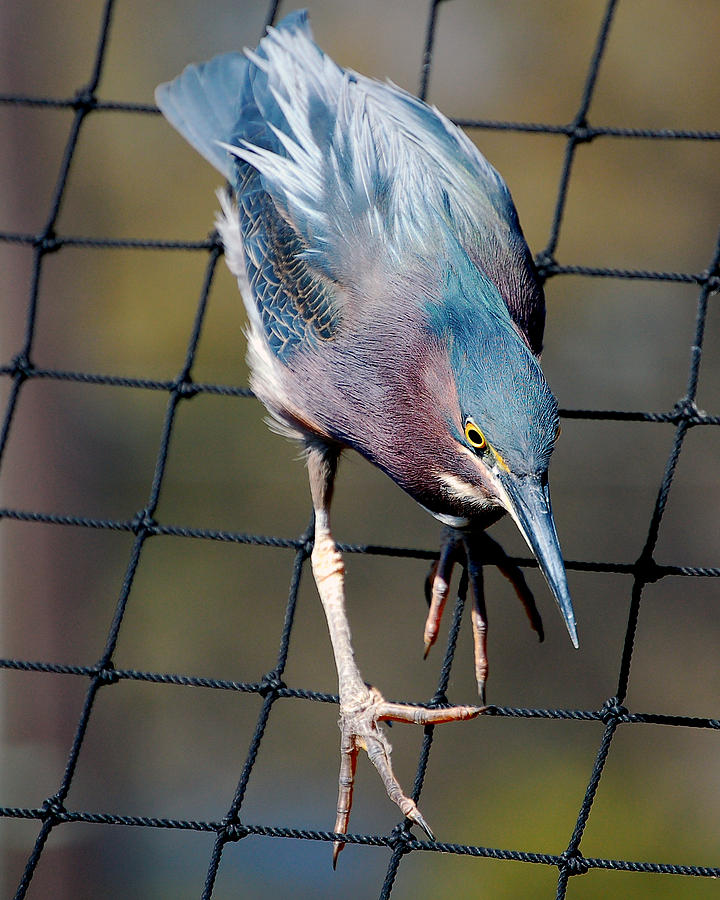 Green Heron Striking a Pose Photograph by Donna Proctor