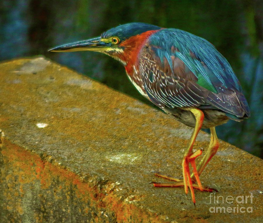 Green Heron Strut Photograph by Tom Claud