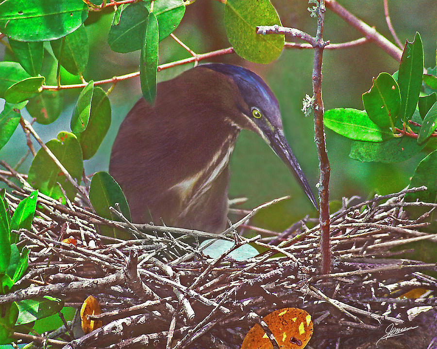 Green Heron Tending Nest Photograph by Phil Jensen