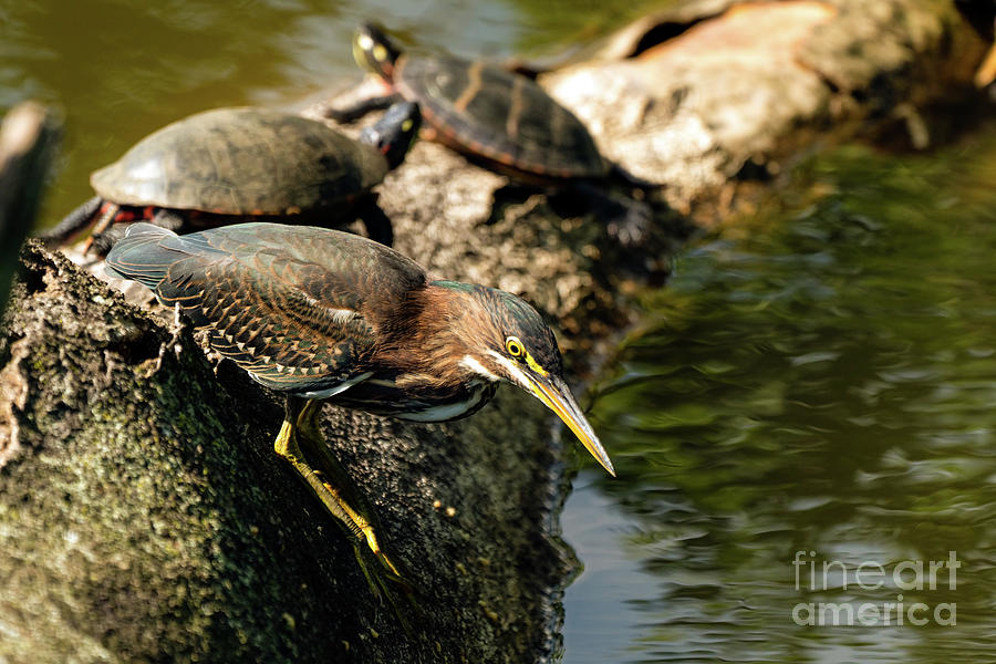 Green Heron Turtles not included Photograph by Sam Rino