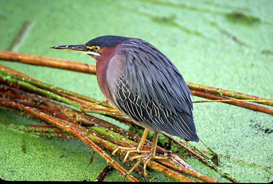 Green Heron, Wakodahatchee Wetlands Photograph by Janet Brodsky - Fine ...