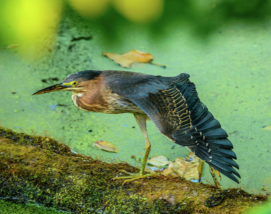Green Heron Wing Photograph by Jerry Cahill