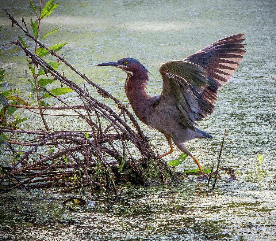 Green Heron Wingspread Photograph by Brian Wallace