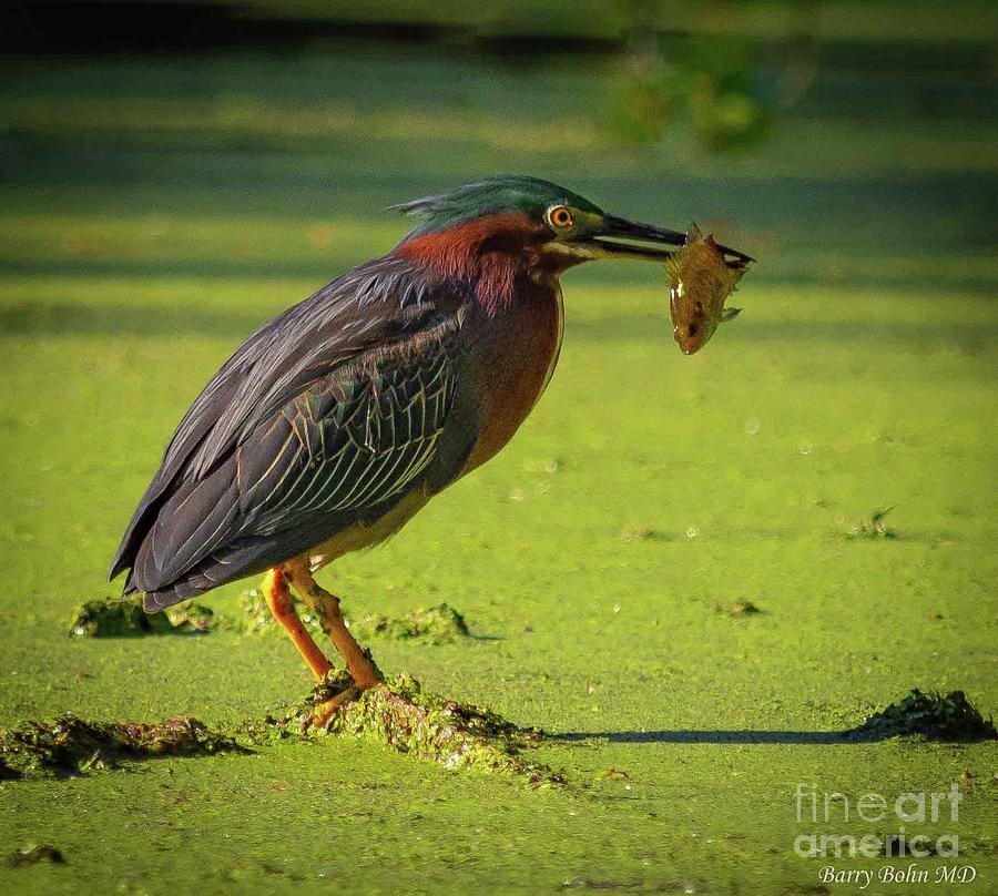 Green heron with fish Photograph by Barry Bohn
