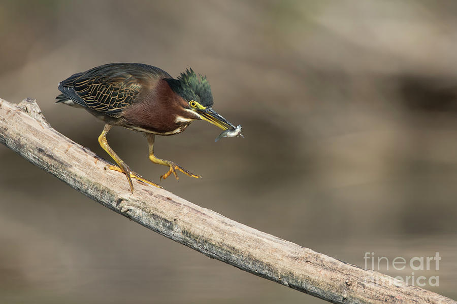 Green Heron with fish Photograph by Bryan Keil