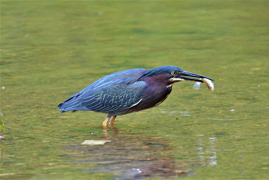 Green Heron with Fish Photograph by Kathy Kelly