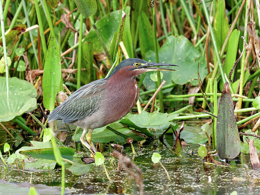 Green Heron with Open Beak Photograph by Jill Nightingale - Pixels