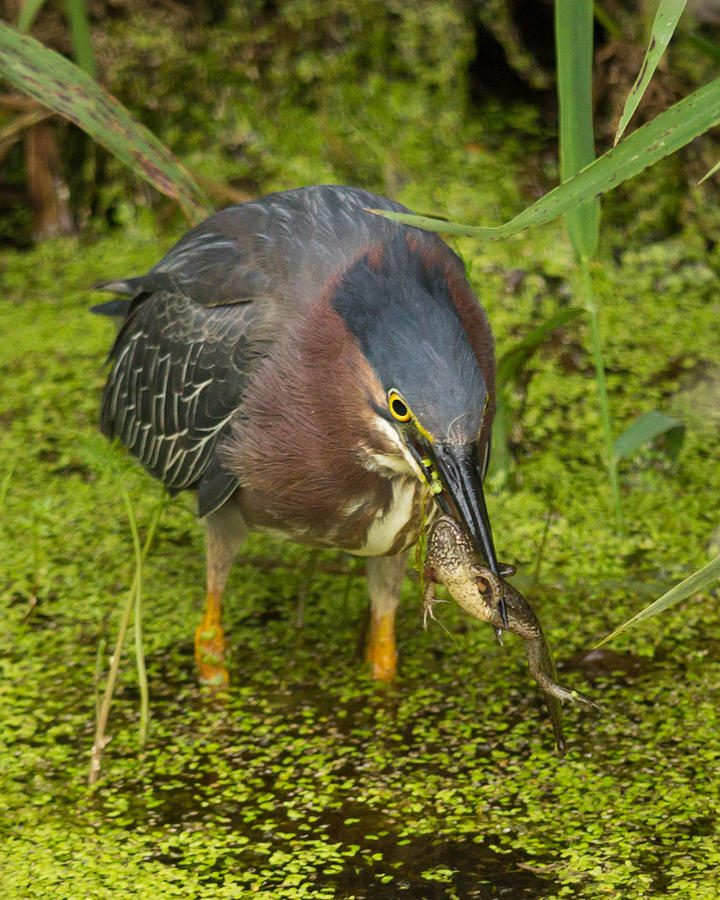 Green Photograph - Green Heron With Prey by Kimberly Kotzian Green Photograph - Green Heron With Prey by Kimberly Kotzian