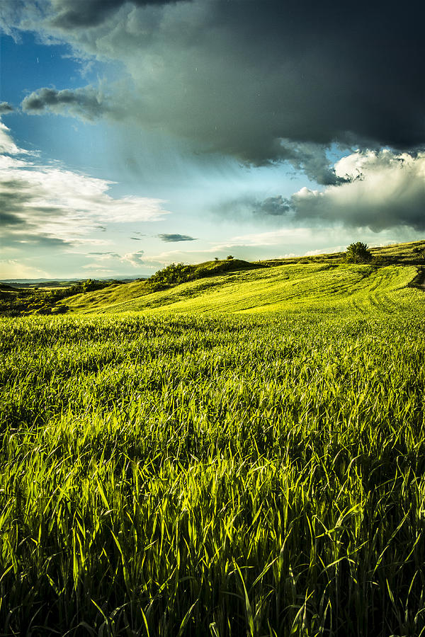 Green hills and cornfields in Tuscany springtime Photograph by Roberto ...