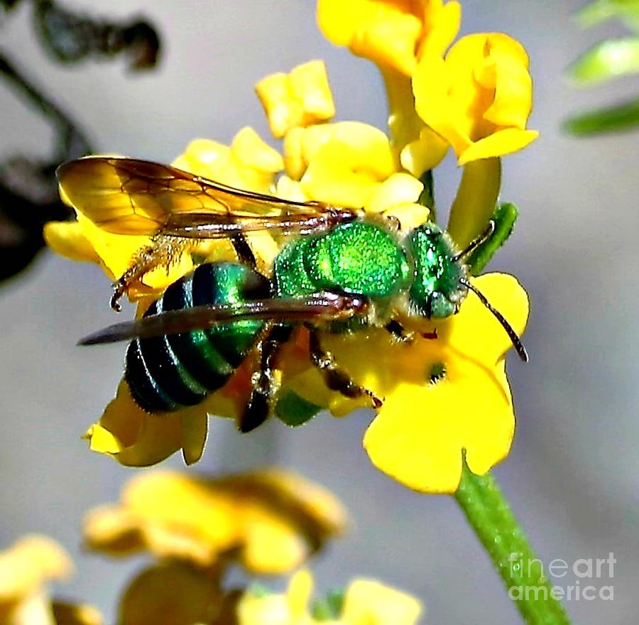 green hornet insect