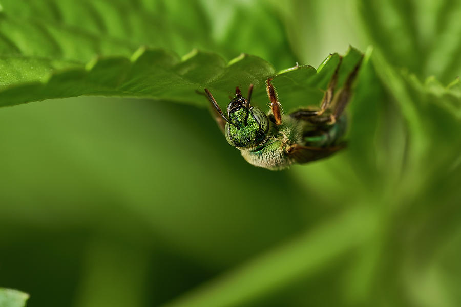 Green Sweat Bee Photograph by Jonathan Davison