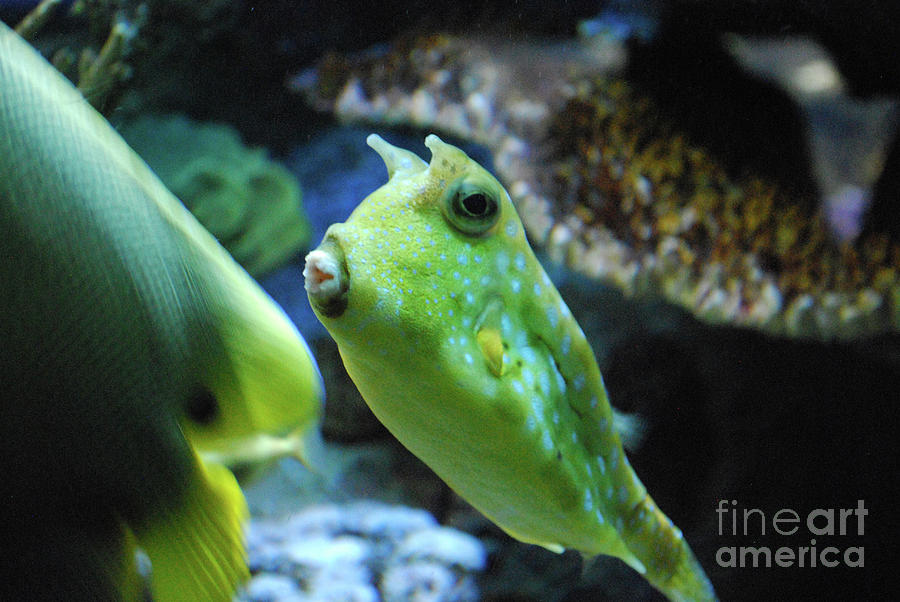 Green Hue to a Longhorn Cowfish in the Ocean Photograph by DejaVu Designs