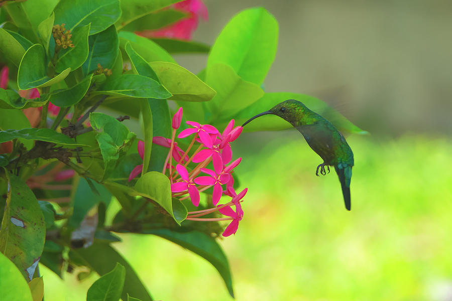 Green Hummingbird on Red Flowers USVI Photograph by Jeff at JSJ Photography