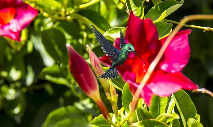 Green Hummingbird Photograph by Pat Cook
