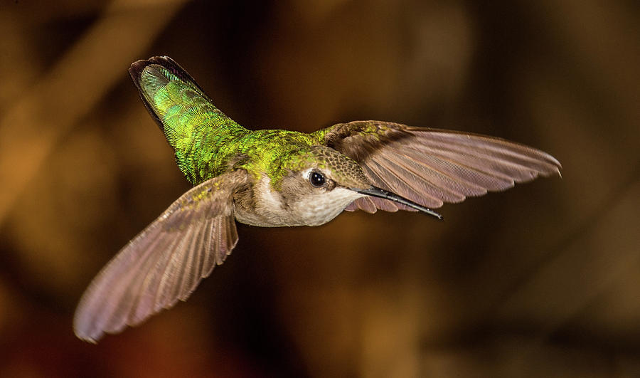 Hummingbird Photograph - Green Hummingbird by Paul Freidlund