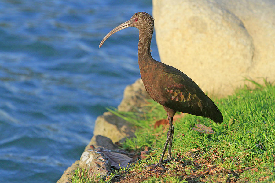 Green Ibis 1 Photograph by Shoal Hollingsworth