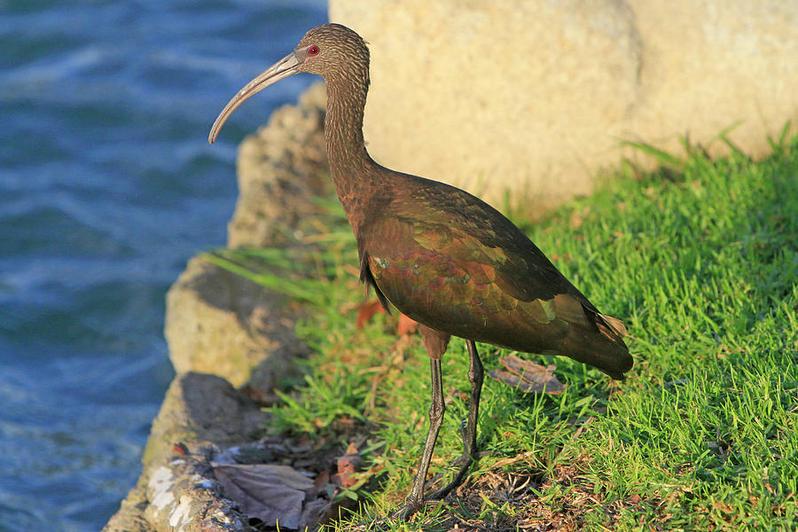 Green Ibis 2 Photograph by Shoal Hollingsworth