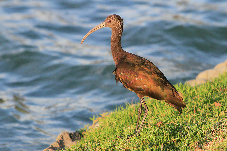 Green Ibis 3 Photograph by Shoal Hollingsworth