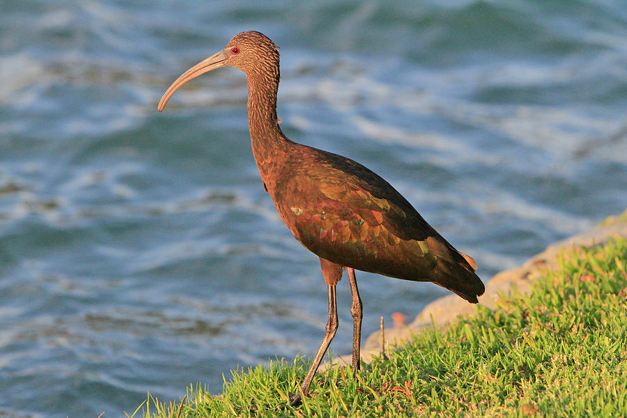 Green Ibis 4 Photograph by Shoal Hollingsworth