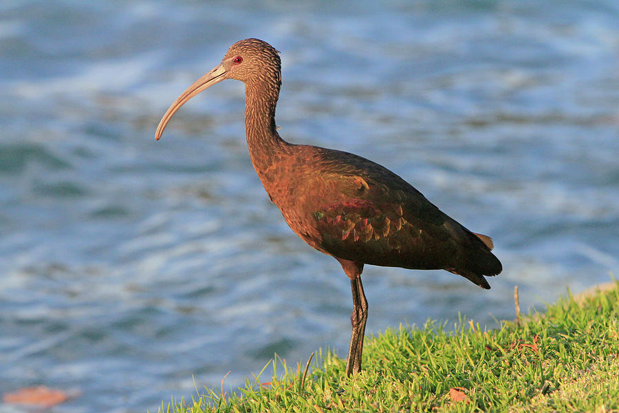 Green Ibis 5 Photograph by Shoal Hollingsworth