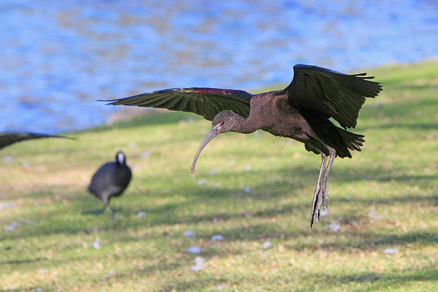 Green Ibis 7 Photograph by Shoal Hollingsworth