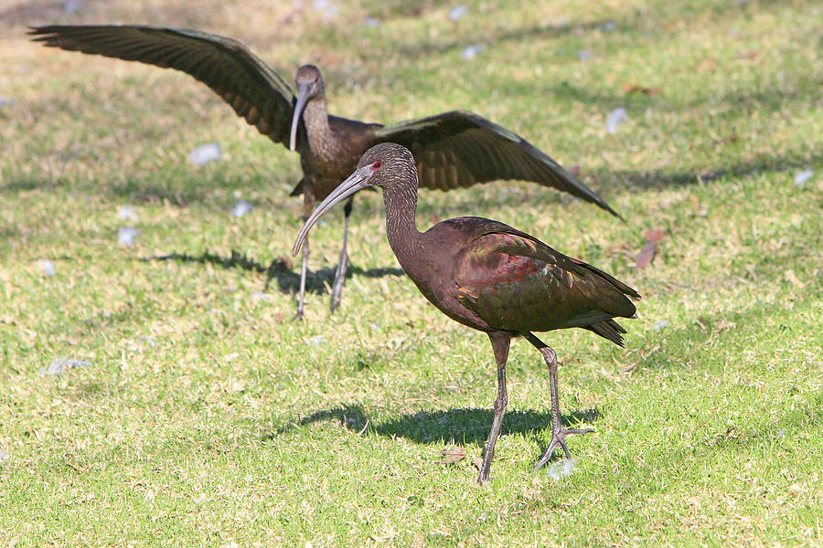 Ibis Photograph - Green Ibis 8 by Shoal Hollingsworth
