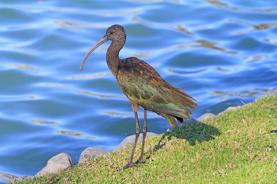 Green Ibis 9 Photograph by Shoal Hollingsworth