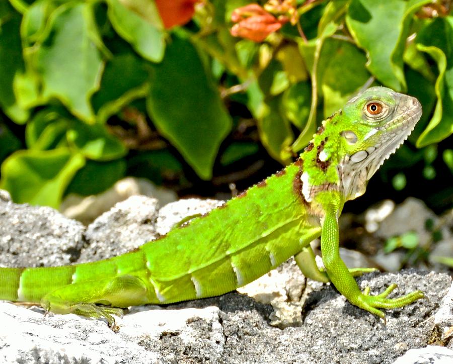Green Iguana Photograph by Amy McDaniel