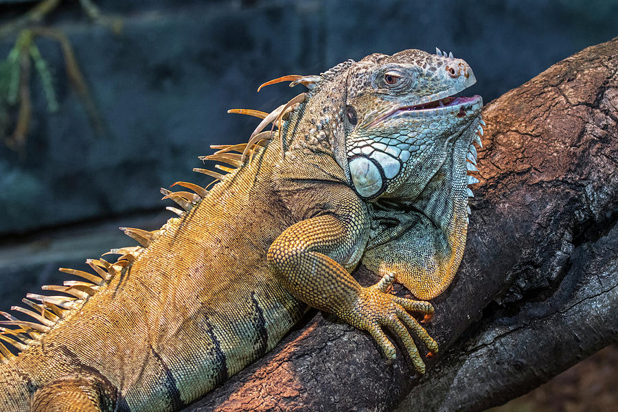 Green Iguana Photograph by Arterra Picture Library