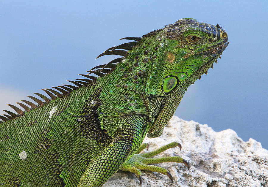 Green Iguana Photograph by Bob Slitzan