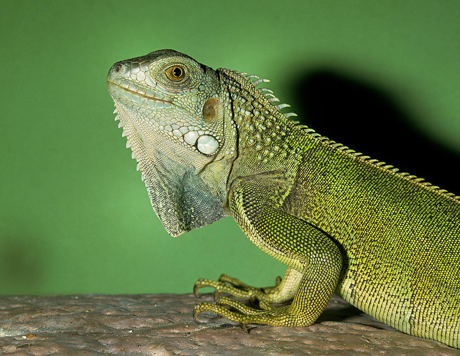 Green Iguana Photograph by Buddy Mays