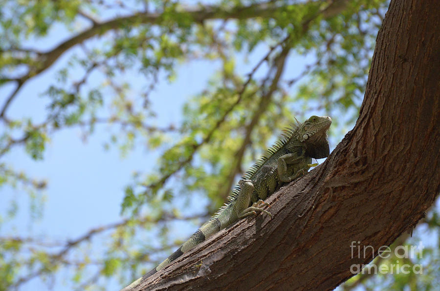 Green Iguana Climbing up the Trunk of a Tree Photograph by DejaVu Designs
