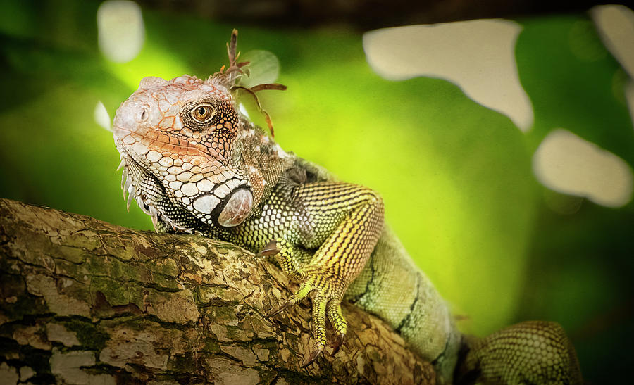 Green Iguana Costa Rica II Photograph by Joan Carroll