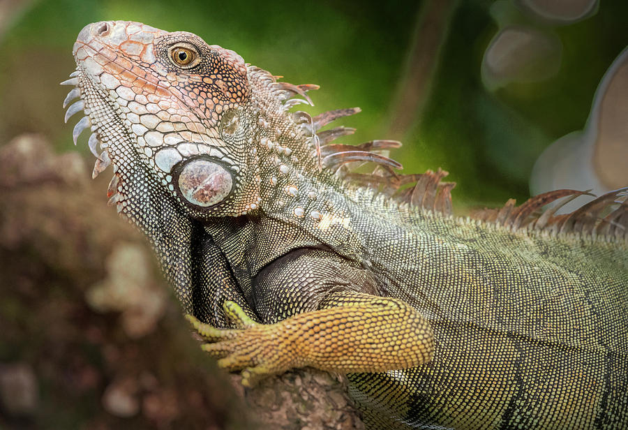Green Iguana Costa Rica Photograph by Joan Carroll