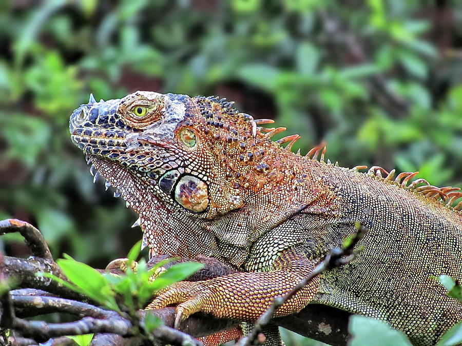 Green Iguana, Costa Rica Photograph by Lyuba Filatova