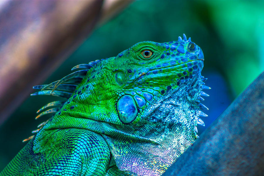 Green Iguana  Photograph by Fred Boehm