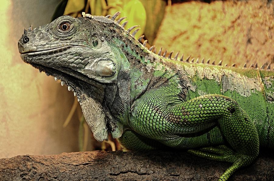 Green iguana Photograph by Hamik ArtS - Fine Art America