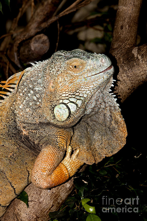 Green Iguana Iguana Iguana Photograph by Gerard Lacz